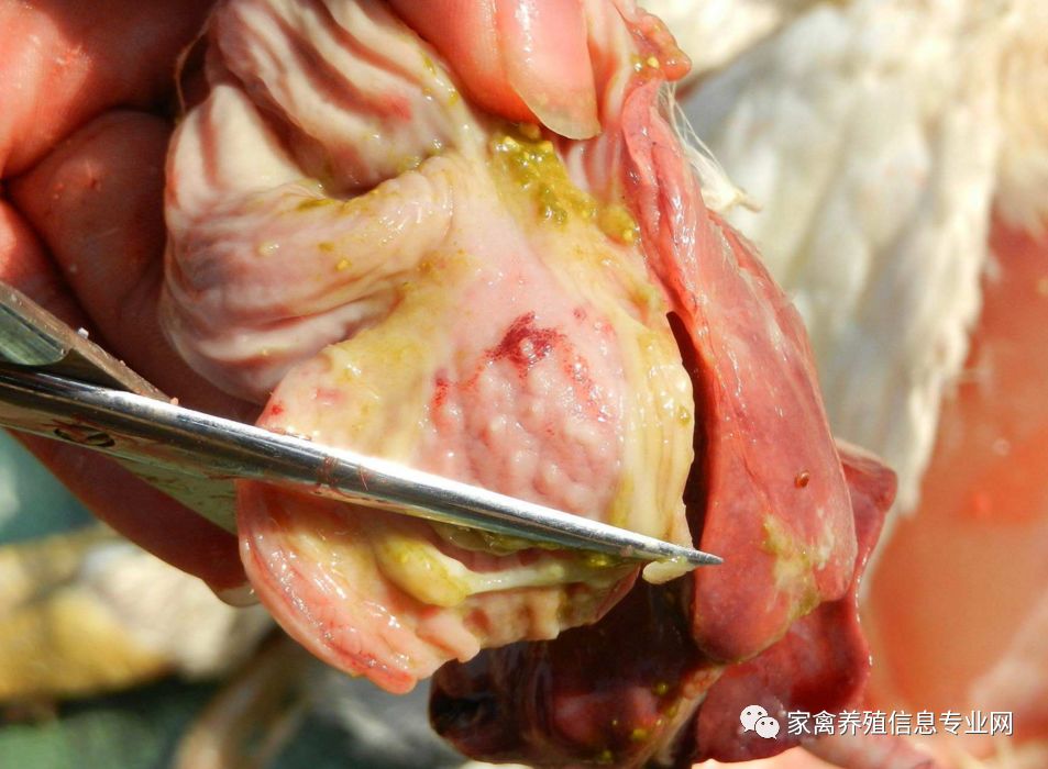 鸡腺肌胃炎最快治疗方法,鸡腺肌胃炎发生原因及防治措施