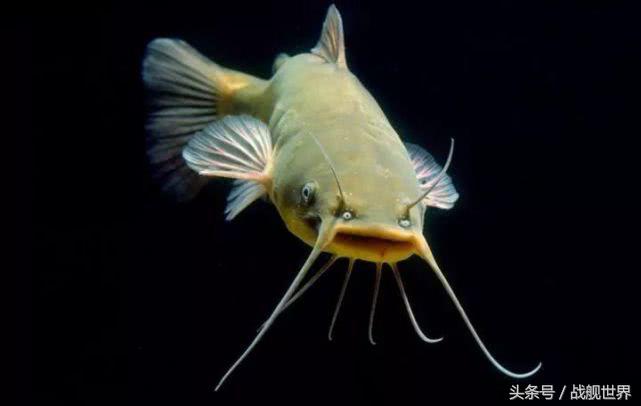 脑洞大开！“乌贼”“海豚”都齐活？看苏俄潜艇的“真名解放”！