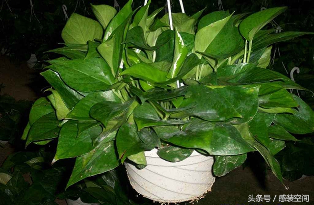 新房除苯除甲醛养什么绿植,芦荟和绿萝哪个除甲醛