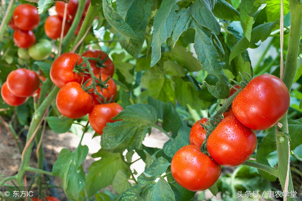 番茄白绢病茎基腐病,番茄白绢病秧子如何处理