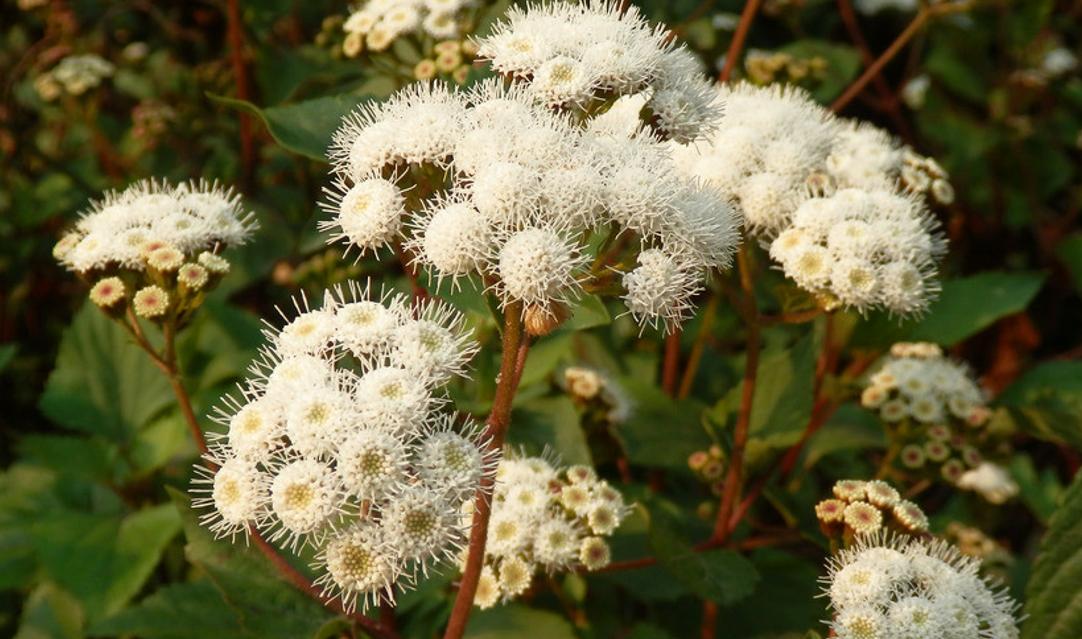 农村里叫的飞机草,飞机草属于什么草