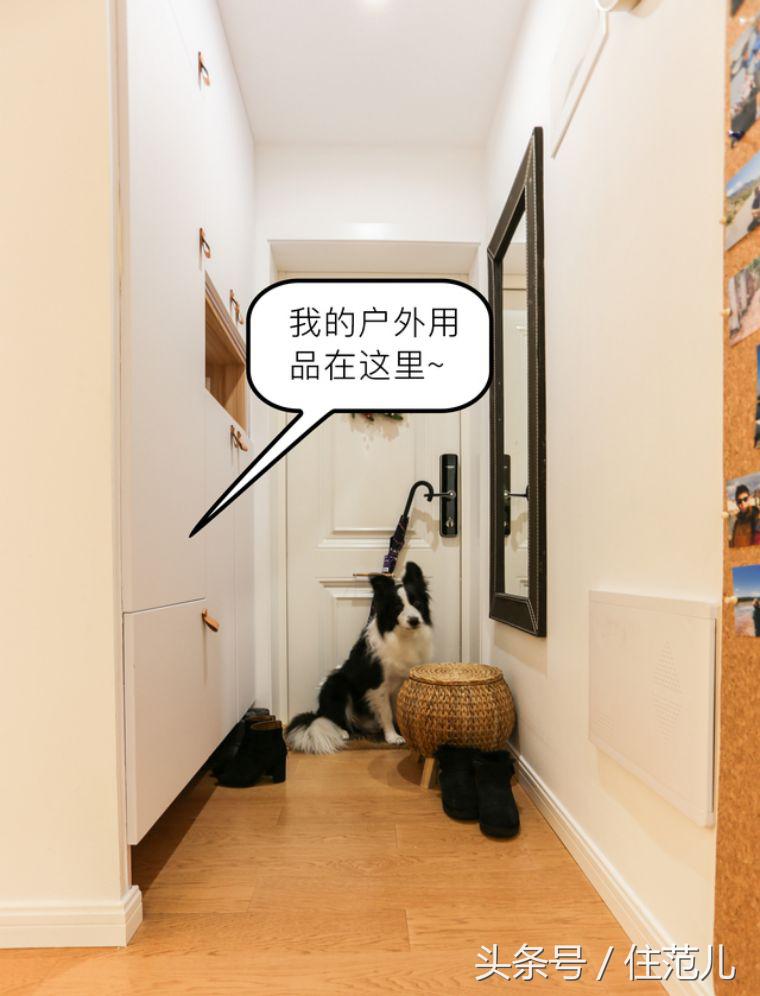 装修对猫咪的影响,怎么减少装修对猫的影响