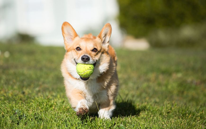十大名犬哈士奇,全球公认十大最可爱的宠物狗