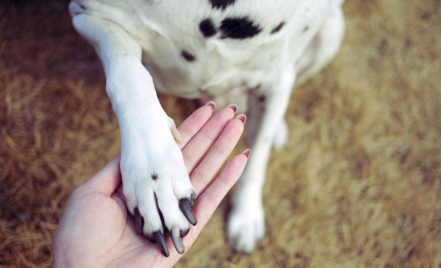 最受欢迎宠物狗品种排行榜前十名,十大名犬哈士奇