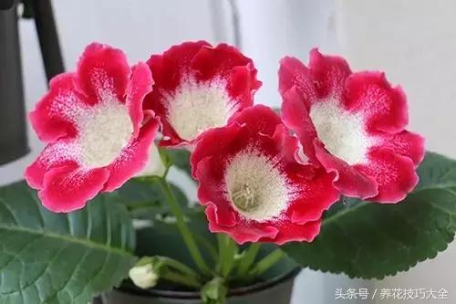 过期药品养花妙用,这些过期药品别扔拿来养花是神器