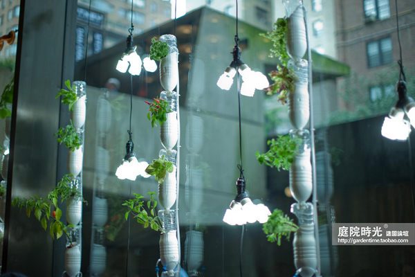 变废为宝自制栽培绿植器皿,塑料瓶创意绿植盆栽旧物利用