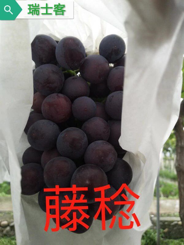 巨峰葡萄最新早熟品种,最适合巨峰葡萄最新种植技术