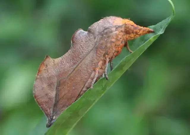 柑橘果树诱捕害虫方法,柑橘幼果病害预防