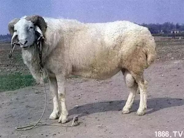 世界最好的羊种排名,世界上最好的羊是哪个羊