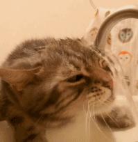 猫咪零食大全推荐,猫咪最喜欢吃什么零食