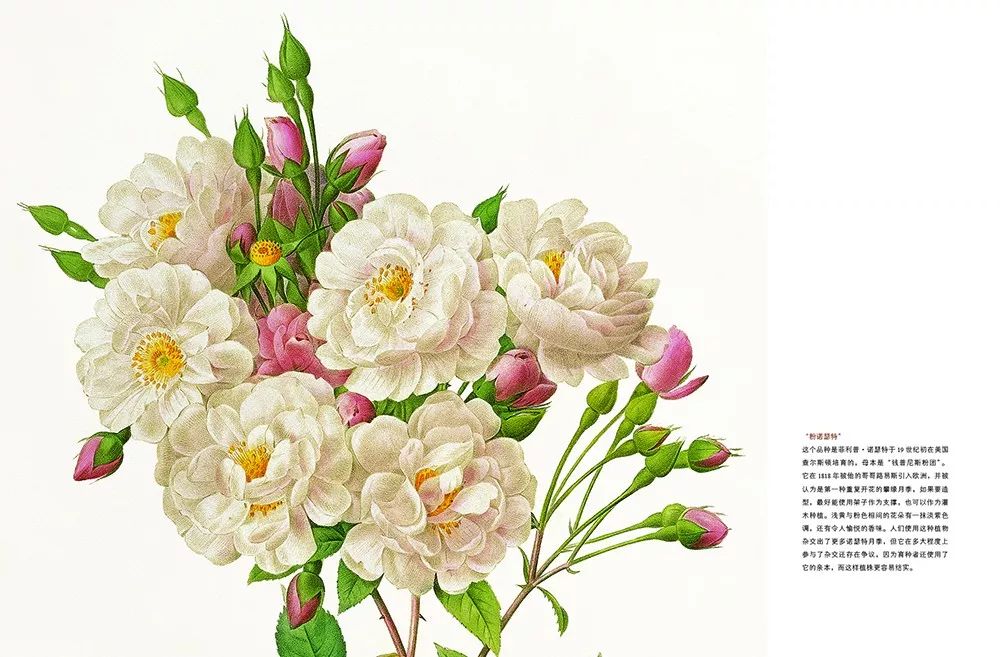 情人节想要给你永不褪色的浪漫,情人节送给彼此的浪漫