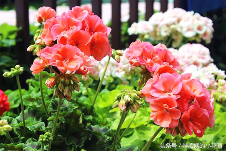 天竺葵叶子变白是什么原因,天竺葵叶边发黄怎么回事