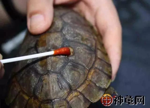 养龟十大误区,新手养龟10大禁忌