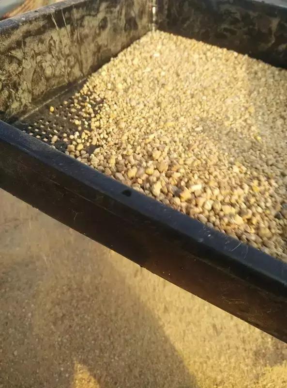 多肉掉的叶瓣怎么养活,多肉掉的叶子怎么种