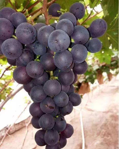 好种又好卖的15个葡萄品种,好种的葡萄苗