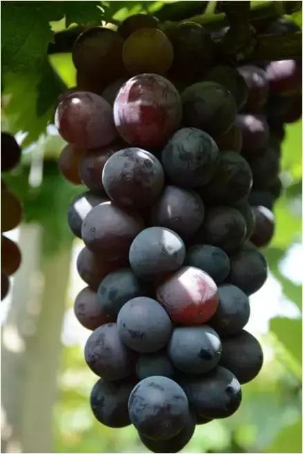 好种又好卖的15个葡萄品种,好种的葡萄苗