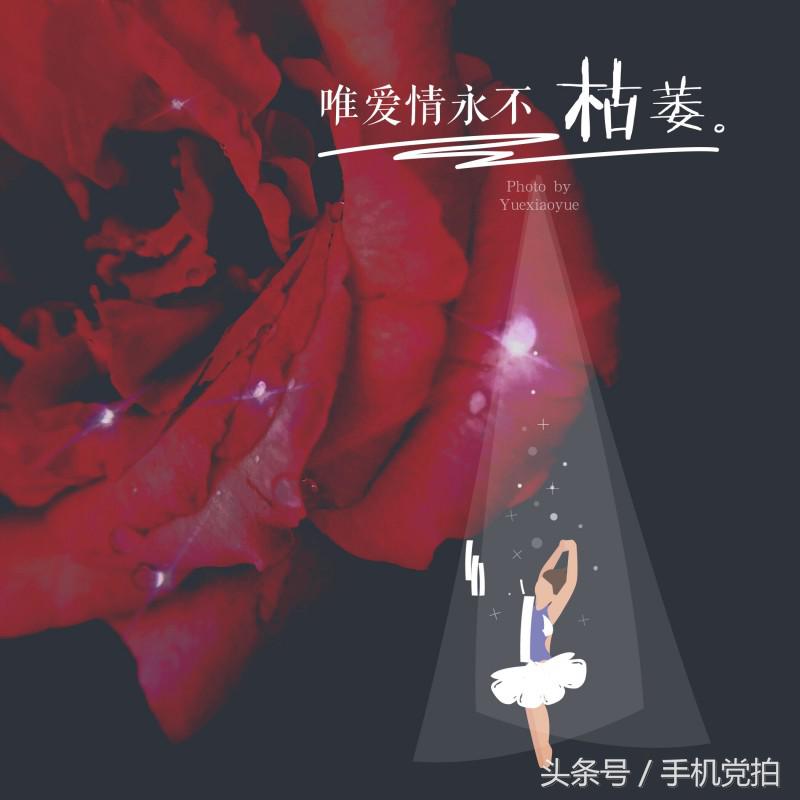 能表达爱情的有哪几种花,最适合表白的花