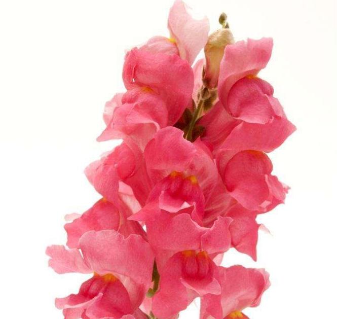 重瓣大花金鱼草的养殖方法,有关金鱼草的养殖方法和注意事项