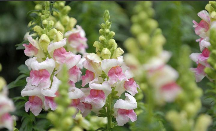 重瓣大花金鱼草的养殖方法,有关金鱼草的养殖方法和注意事项