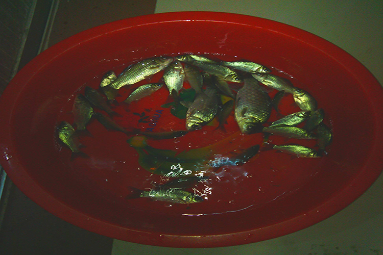 夏季钓鱼避免小鱼闹窝,钓鱼避免小鱼闹窝的4个方法