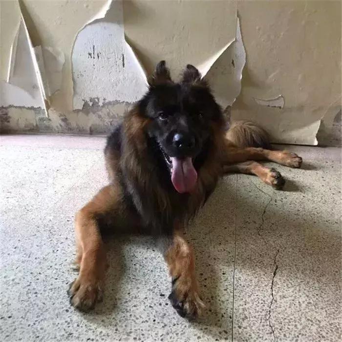 德国牧羊犬如何才可以在城市里养,德国牧羊犬不适合当宠物的原因