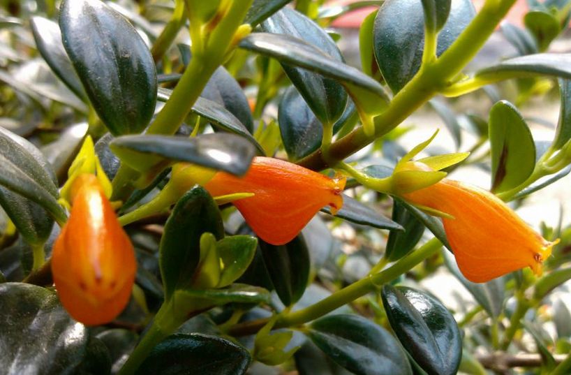 金鱼吊兰养殖方法和注意事项图片,金鱼吊兰的养殖方法和禁忌