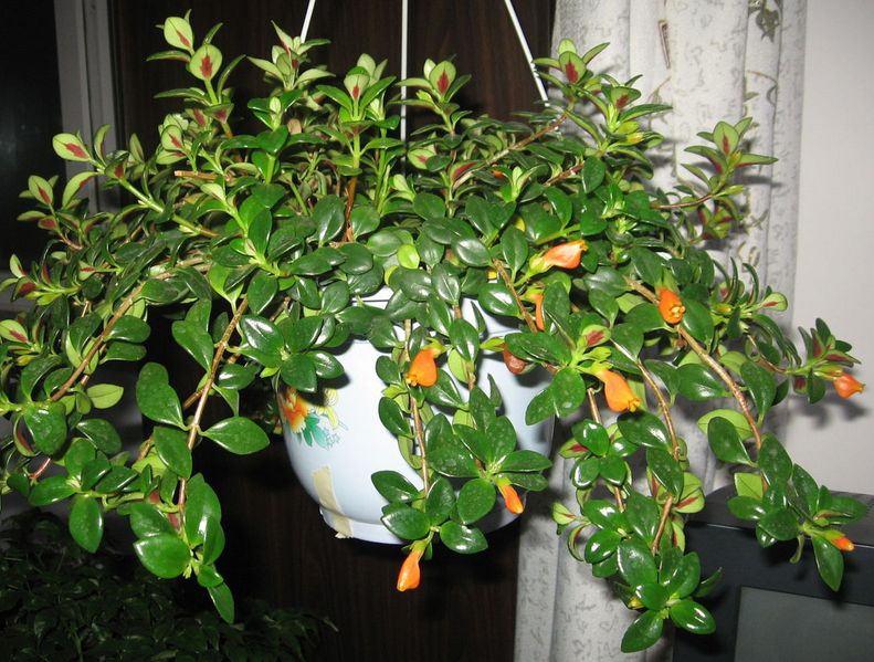 金鱼吊兰养殖方法和注意事项图片,金鱼吊兰的养殖方法和禁忌