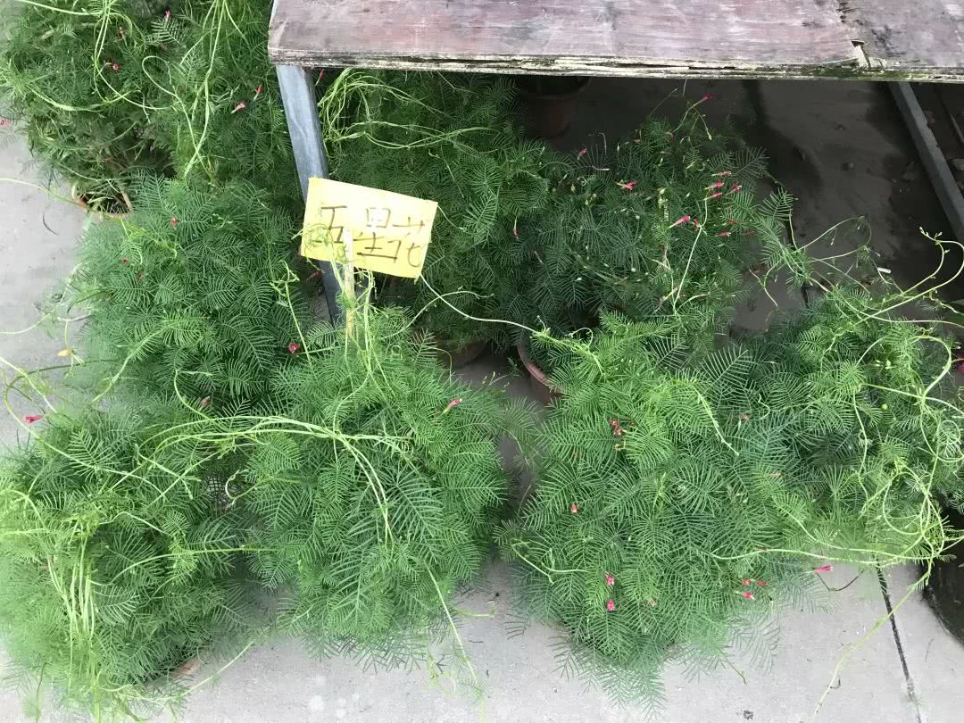 广州便宜又好看的批发市场,广州年前批发市场买衣服地方推荐