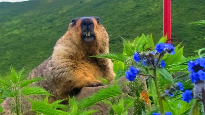 成都四姑娘山稻城亚丁路线,成都出发四姑娘山稻城旅游攻略