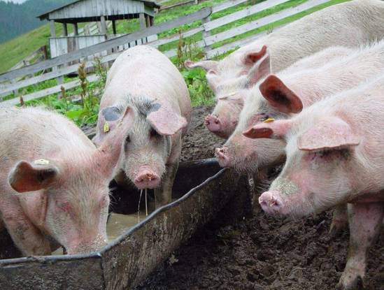 曝光6个适合农村人致富项目,农村特种种植致富项目有哪些