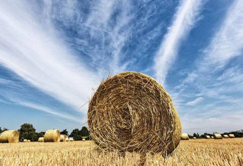 曝光6个适合农村人致富项目,农村特种种植致富项目有哪些