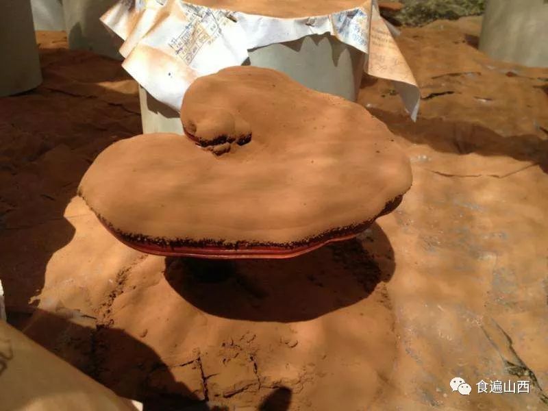 寿仙谷灵芝孢子粉价格,灵芝孢子粉有什么禁忌