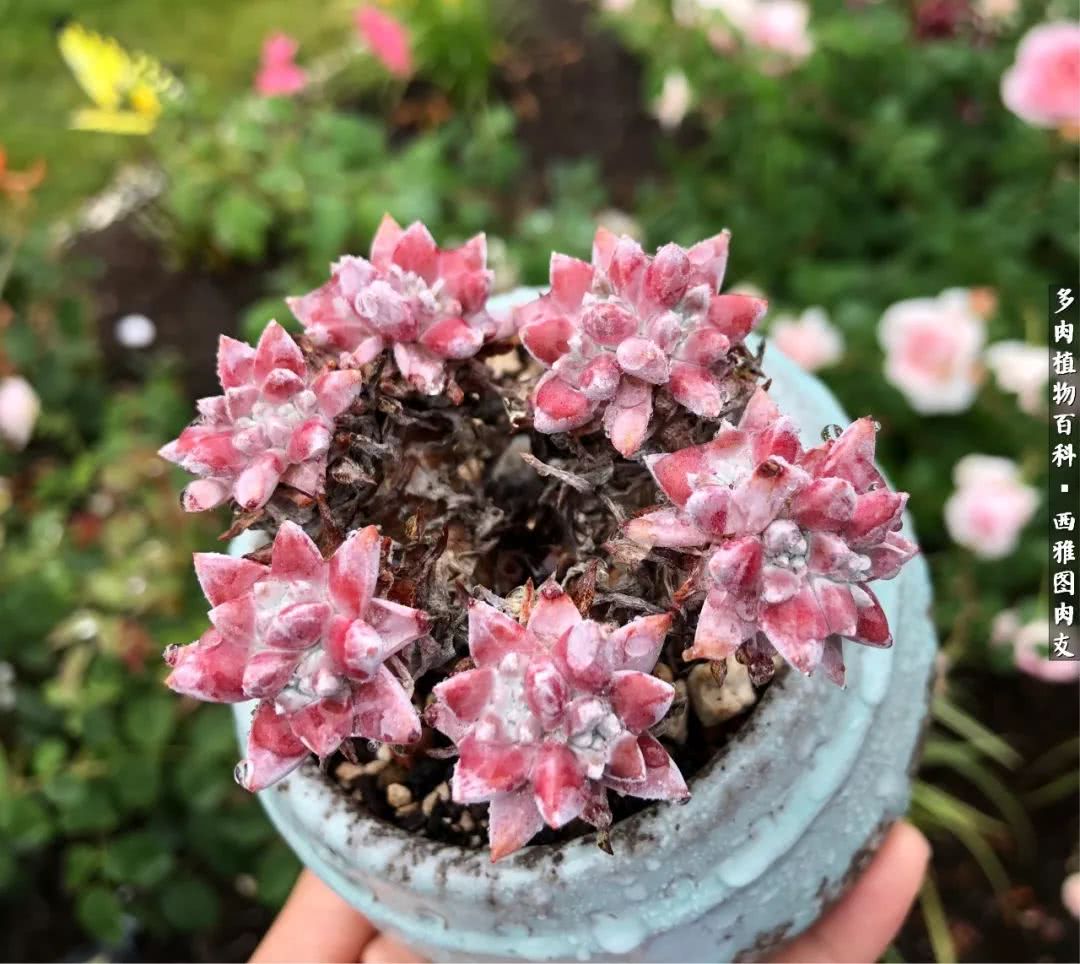 美国多肉,多肉西雅图