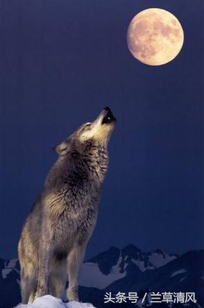 狼人传说故事视频,狼人传说杀破狼