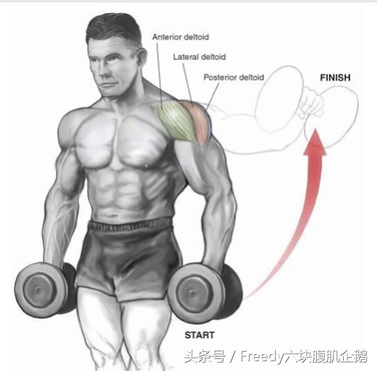 三角肌前束怎么练都练不出饱满,三角肌后束怎么练呢