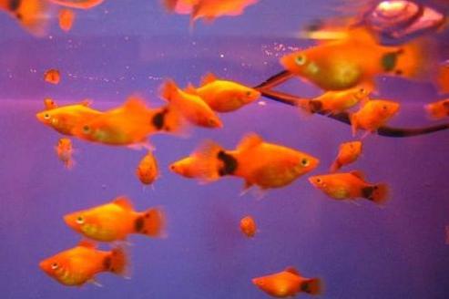 价格最贵的十大观赏鱼,常见热带观赏鱼及价格