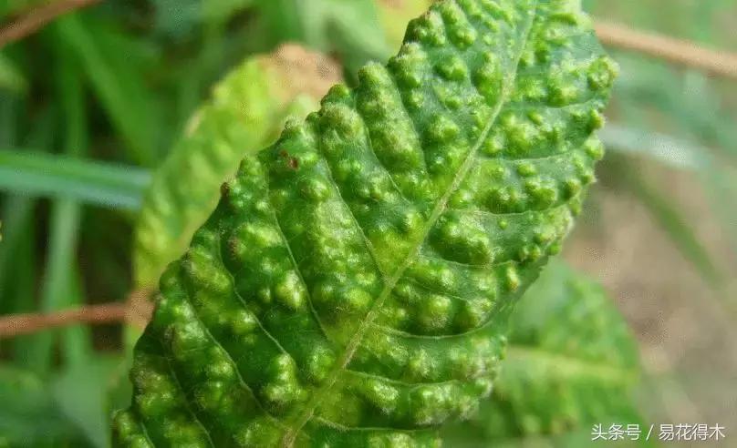 虫瘿属于虫害还是病害,虫瘿果实