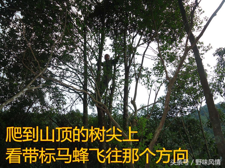 蜂箱旁诱捕马蜂的最佳方法,诱蜂洞如何引诱马蜂