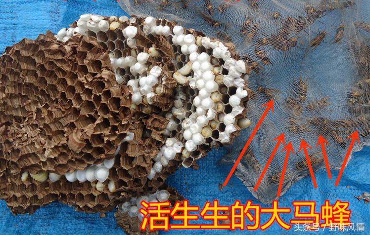 蜂箱旁诱捕马蜂的最佳方法,诱蜂洞如何引诱马蜂