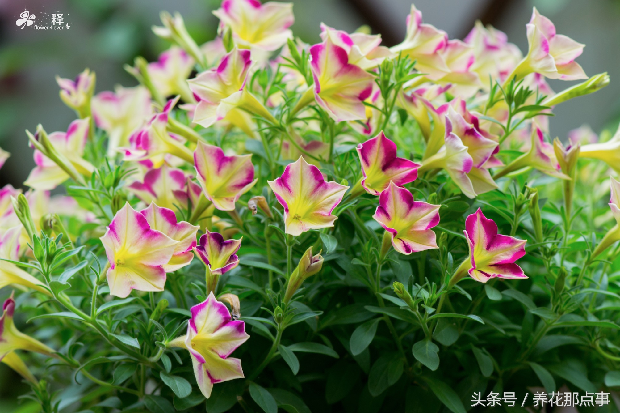 哪些花容易养又容易开花,这3种花漂亮又好养1年能开300多天