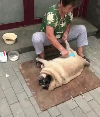 只要是能喘气的，奶奶都能给养肥了，巴哥：我好想逃，却逃不掉