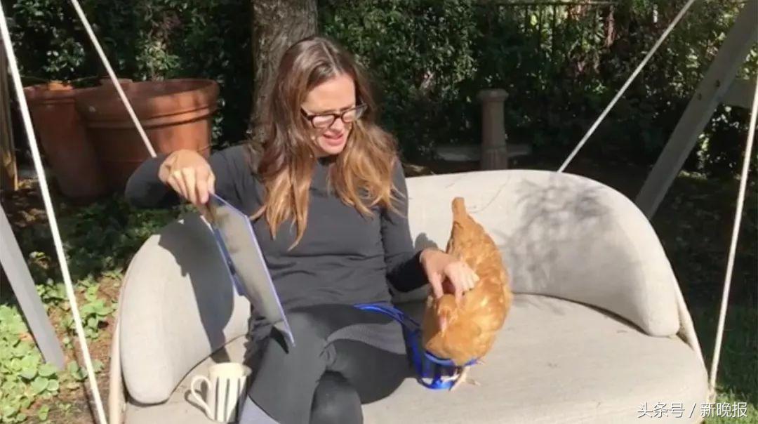 越来越多人养鸡当宠物，还有人卖鸡尿布发财了……