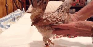 越来越多人养鸡当宠物，还有人卖鸡尿布发财了……