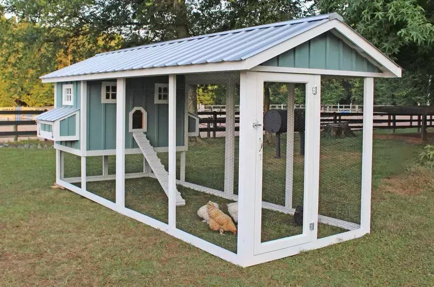 越来越多人养鸡当宠物，有人卖鸡尿布发财了……