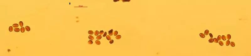 千年铁树竟然开花了,十年前铁树开花