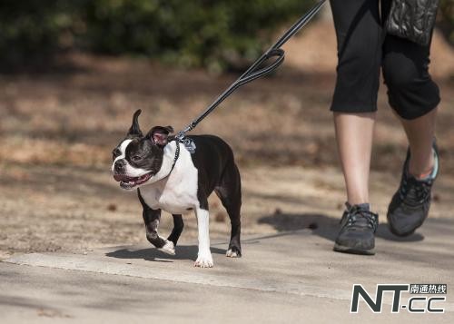 对话“异烟肼灭犬”论文作者：实验仅限实验室，为防治狂犬病