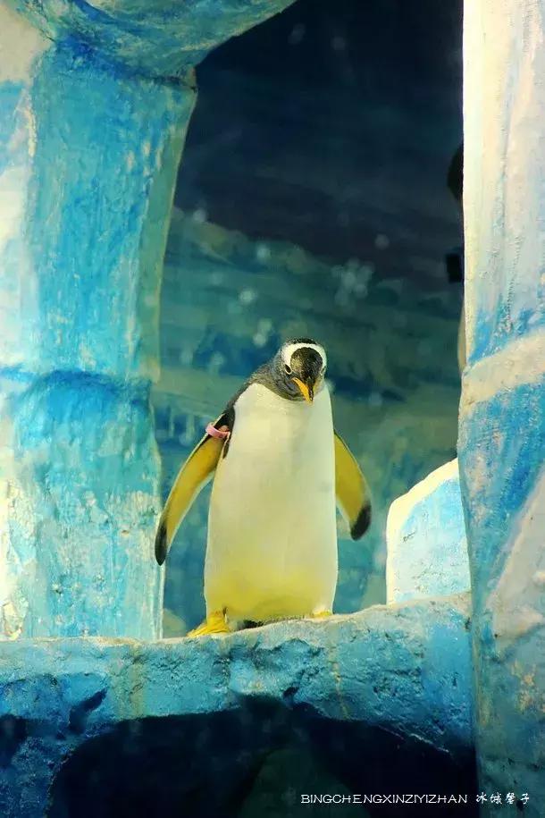 哈尔滨极地公园极地馆时间,哈尔滨极地公园和极地馆区别