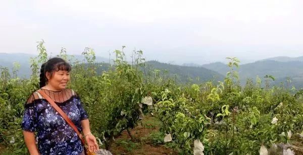 黄金梨丰收的季节,黄金梨丰收