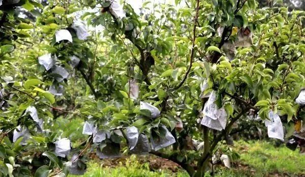 黄金梨丰收的季节,黄金梨丰收