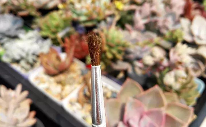 这些小东西不赶紧杀，一夜把花全啃成猪头，肠子都要悔青了！